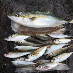 泳がせ釣りでハマチ